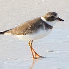 Semipalmated Plover
