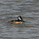 Hooded Merganser