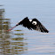 White-headed Stilt