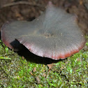 Red-rimmed polypore?