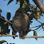 Burrowing Owl