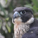 Peregrine Falcon