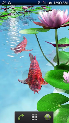 Arowana Paradise