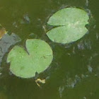 Lilly Pad