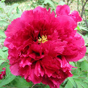 Japanese Tree Peony