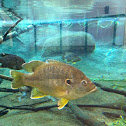 Pumpkinseed
