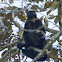 Howler Monkey