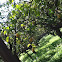 lemon tree