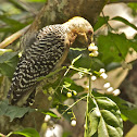 Carpintero de Hoffmann