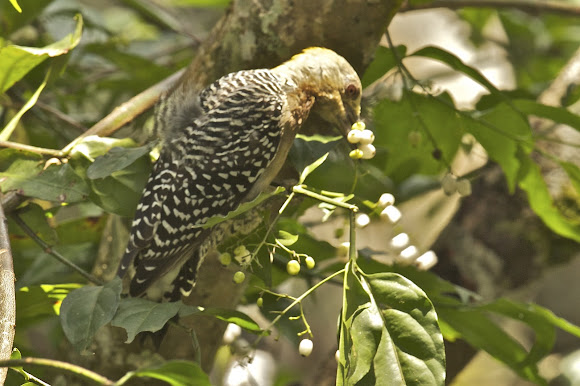 Spotting Image 1