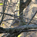 European Greenfinch