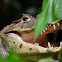 Caiman crocodilus