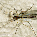 Chironomus Midge