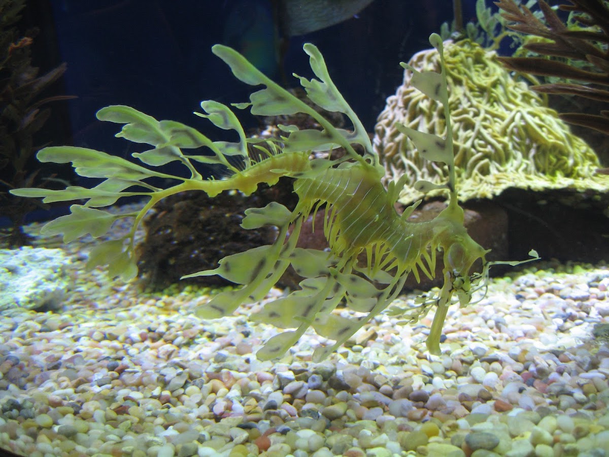 Leafy Seadragon
