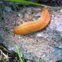 Snail