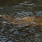 Eastern Spiny Softshell