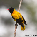 Black-hooded Oriole