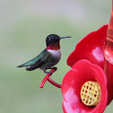 Ruby-throated Hummingbird