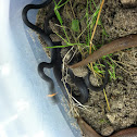 Southern Ring Neck Snake
