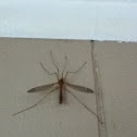 Mosquito Eater