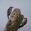 Red-bellied Woodpecker