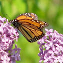 Monarch