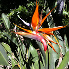Bird of Paradise