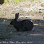 Rabbit; Conejo