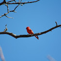 Northern Cardinal