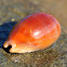 Purple Mouth Cowry