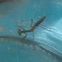 Praying Mantis (Nymph)