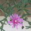 Trailing Ice Plant