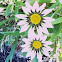 Gazania