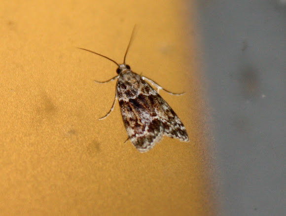 Spotting Image 1