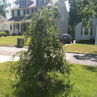 Weeping cherry tree