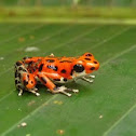 Strawberry Poison Dart frog