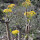 Flora y Fauna de San Luis Potosí