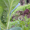 Cabbage