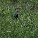 Common Moorhen