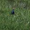 Common Moorhen