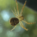 Crab spider?