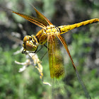 Band-winged Meadowhawk