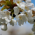 Honey Bee