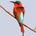 Southern Carmine Bee-eater