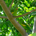 Yellow-chevroned Parakeet 