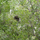 Squirrel Nest