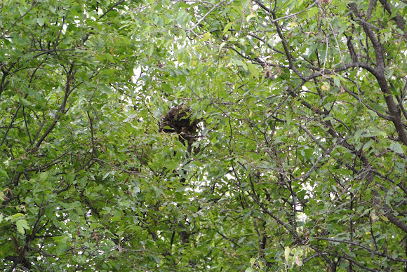 Spotting Image 1
