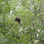 Squirrel Nest