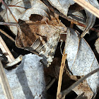 Lucerne Moth