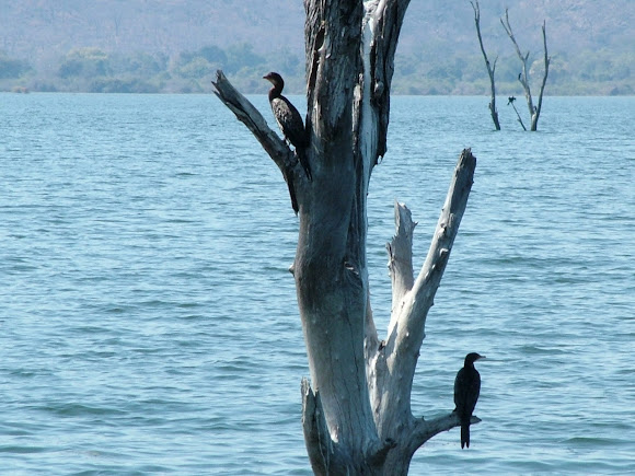 Spotting Image 1